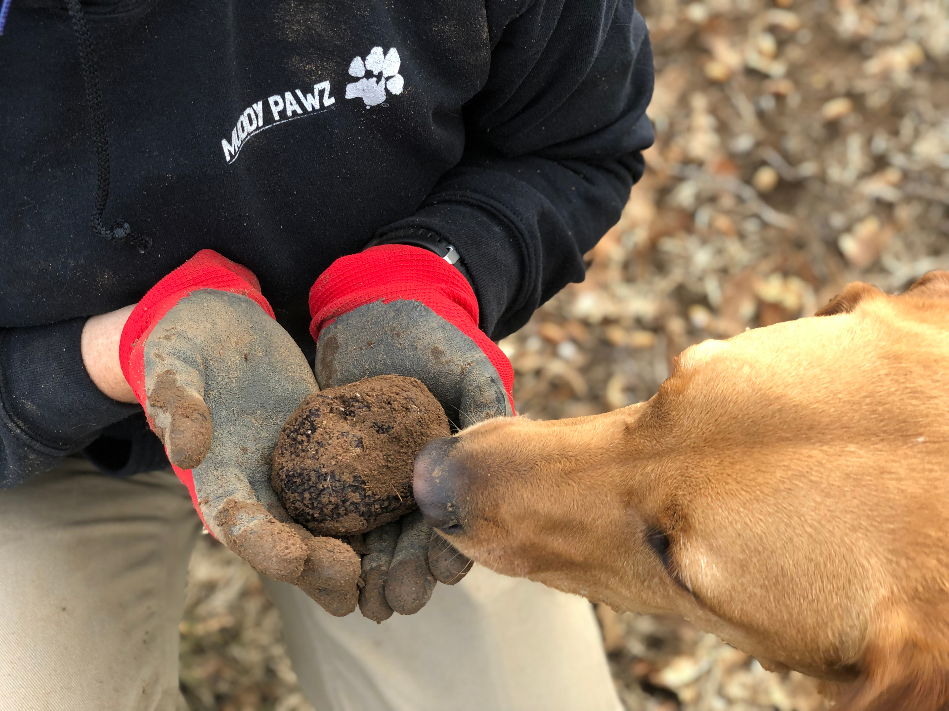 Truffle Dog Training