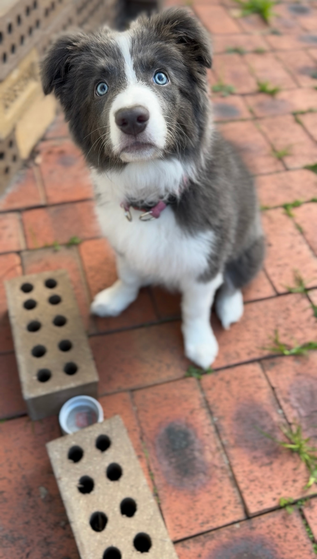 A young dog learning early scent detection foundations
