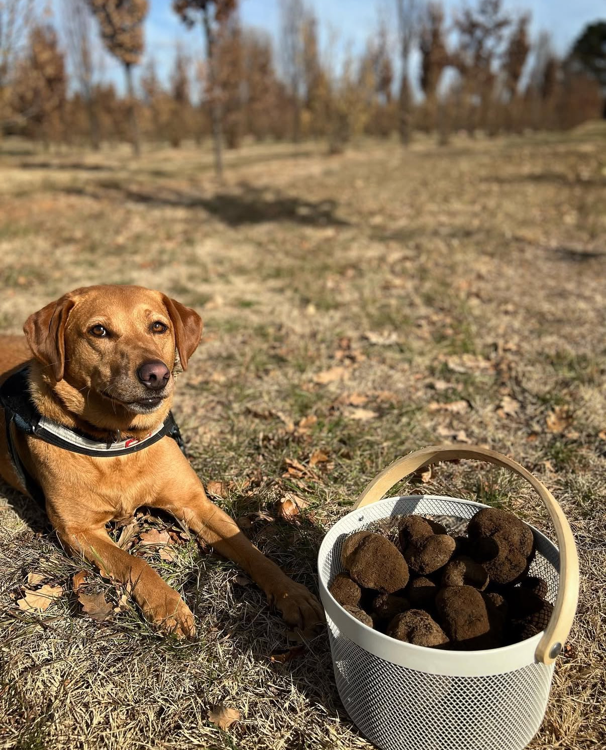 Trained Truffle Dogs